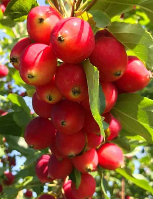 Купить Двухлетние саженцы колоновидной яблони Сорт китайка