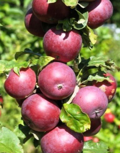 Купить Двухлетние саженцы колоновидной яблони Сорт московское ожерелье