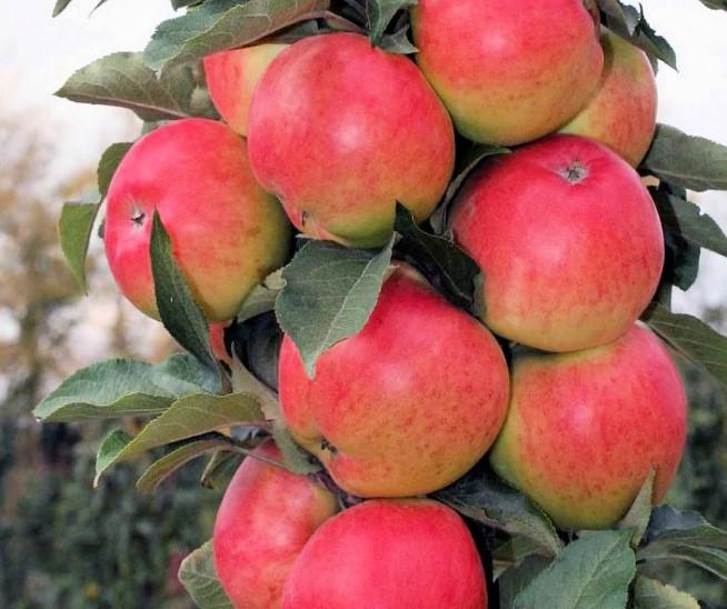 саженцы плодовых деревьев колоновидная яблоня