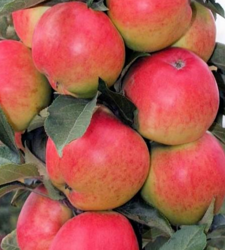 Купить Двухлетние саженцы колоновидной яблони Сорт элита