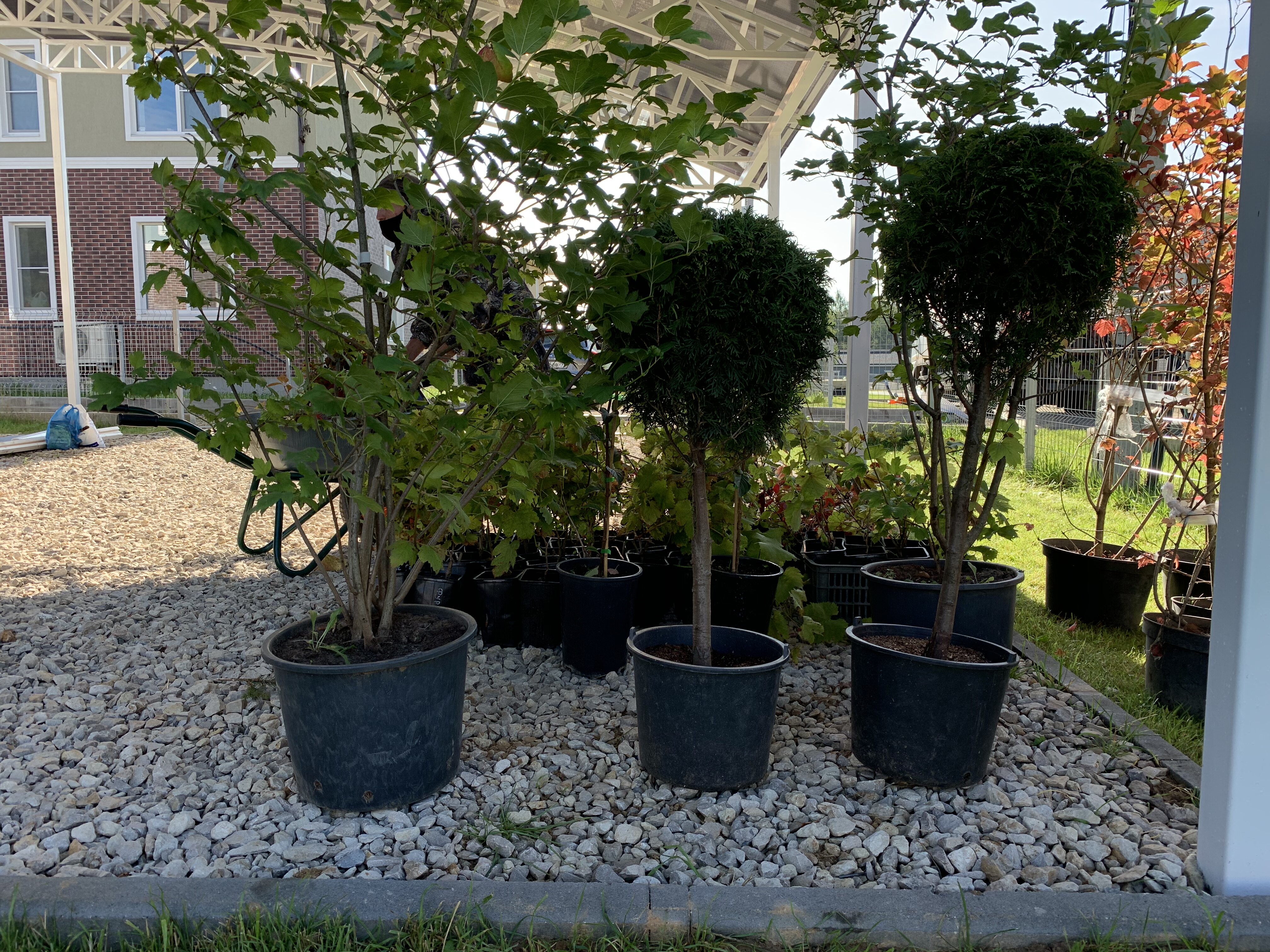 питомника садовых растений кольцово