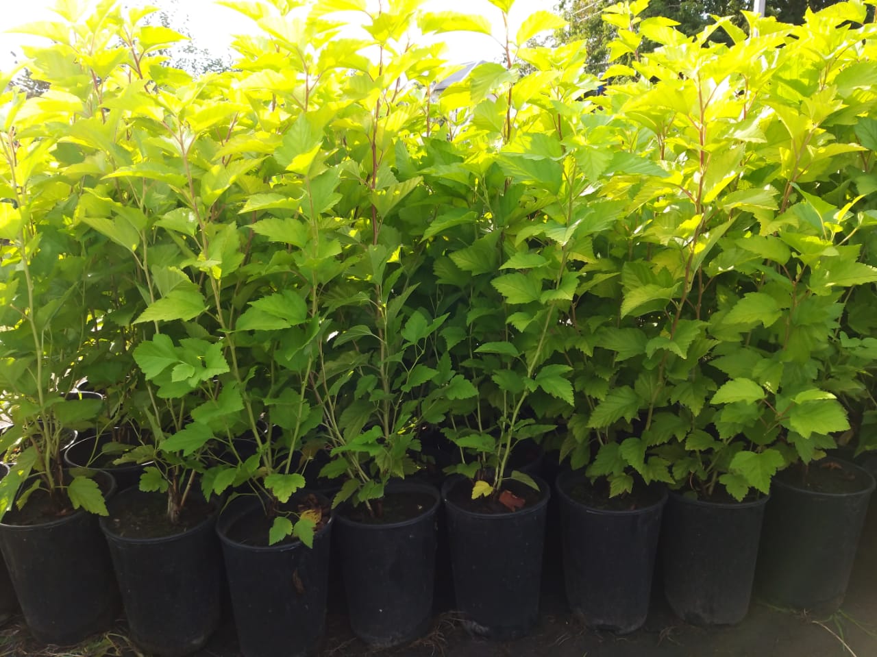 саженцы пузыреплодник питомник