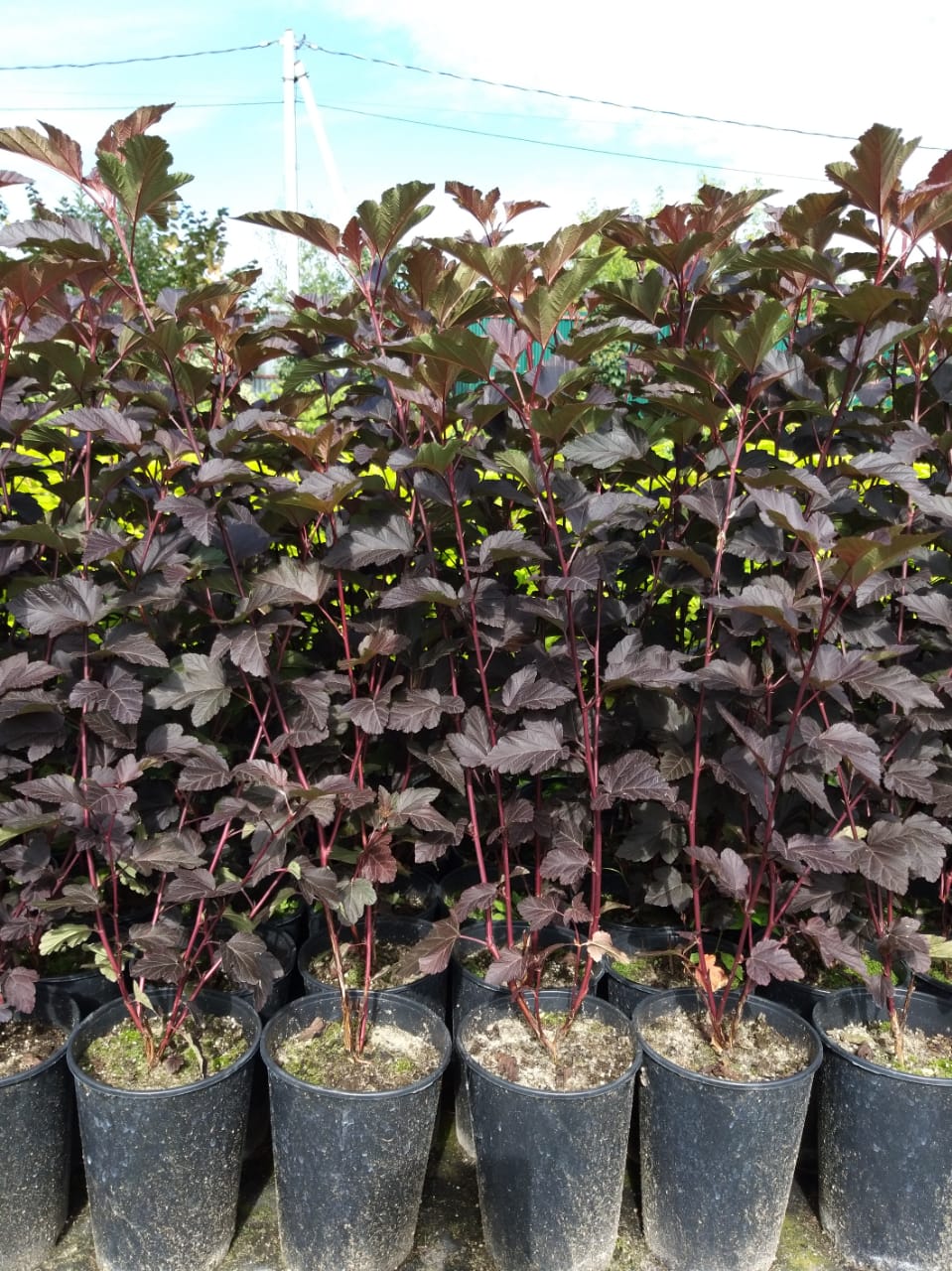 пузыреплодник дьяболо купить 