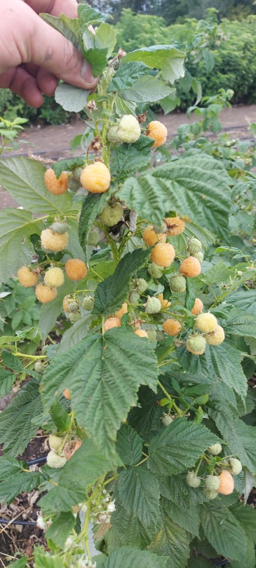 Питомник садовых растения Кольцово