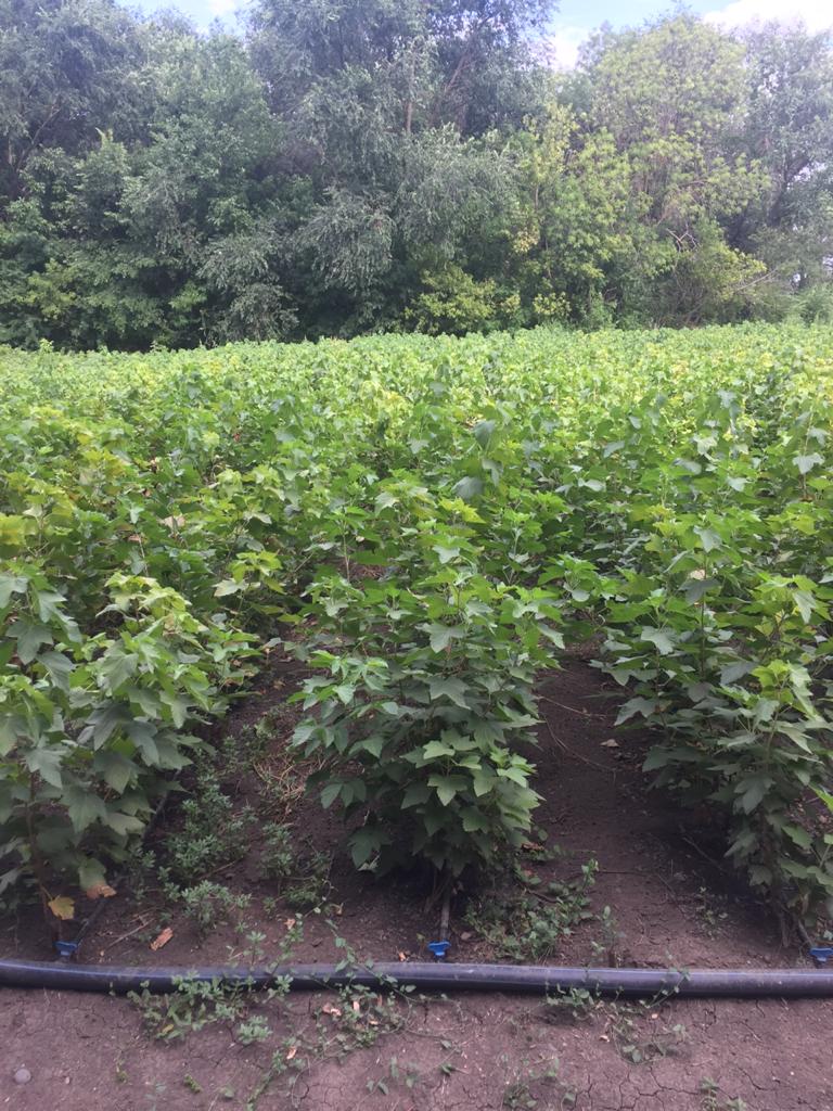 Питомник садовых растения Кольцово