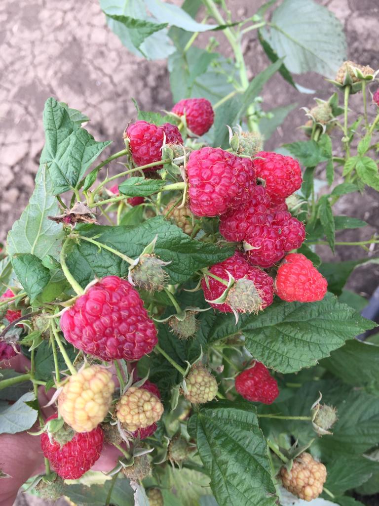 Питомник садовых растения Кольцово