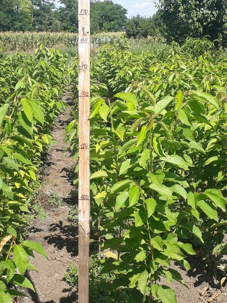 Питомник садовых растения Кольцово