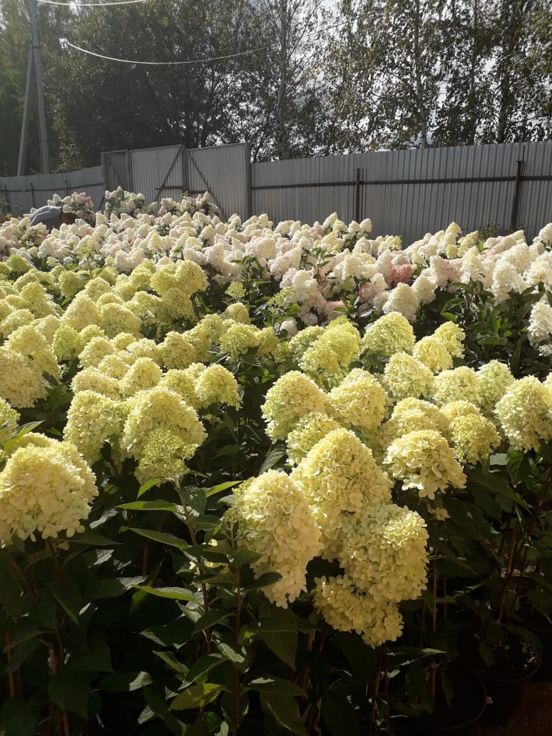 Питомник садовых растения Кольцово