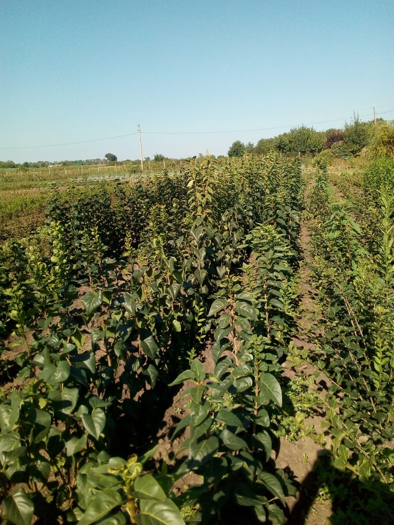 Питомник садовых растения Кольцово