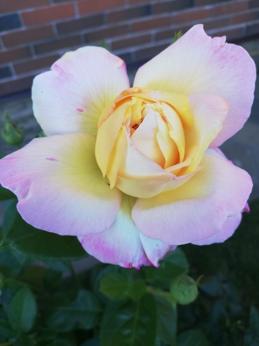 питомника садовых растений кольцово