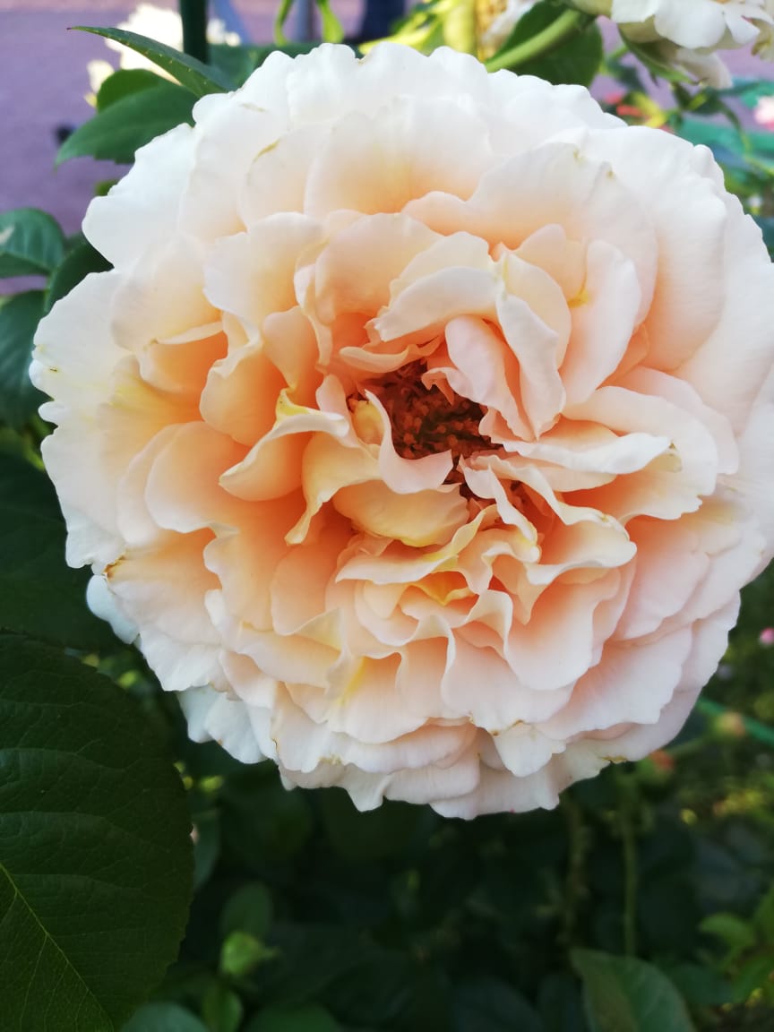 питомника садовых растений кольцово