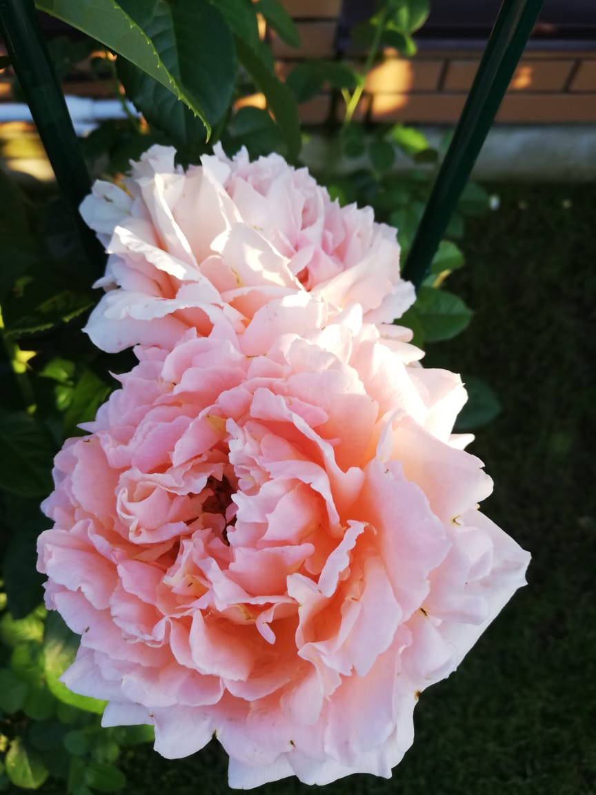 питомника садовых растений кольцово