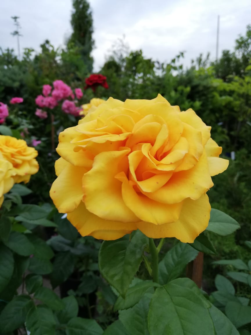 питомника садовых растений кольцово