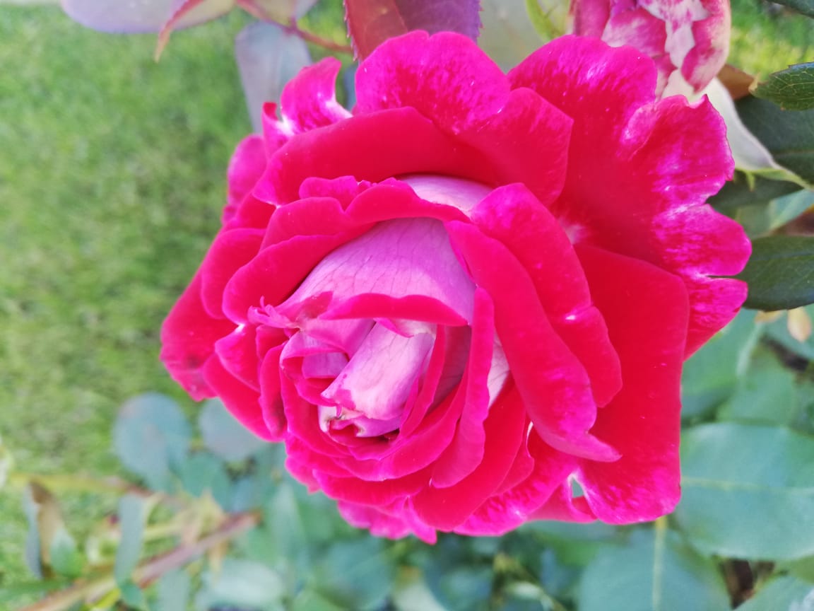 питомника садовых растений кольцово