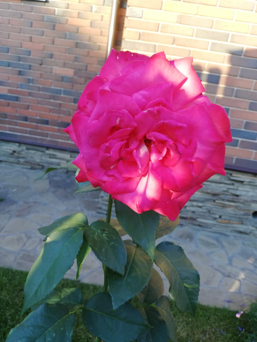 питомника садовых растений кольцово