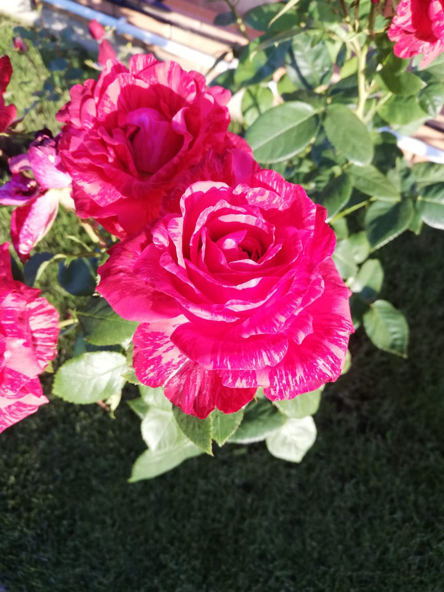 питомника садовых растений кольцово