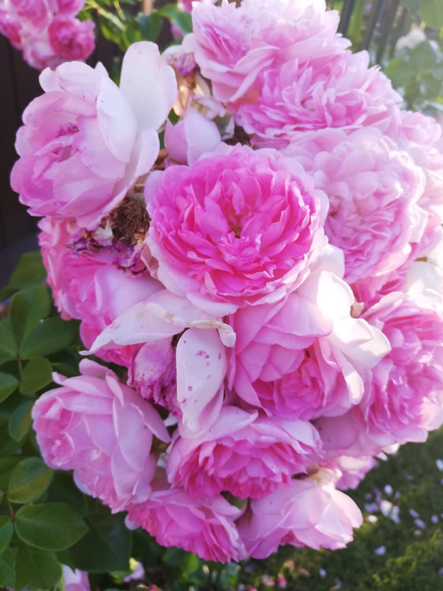 питомника садовых растений кольцово