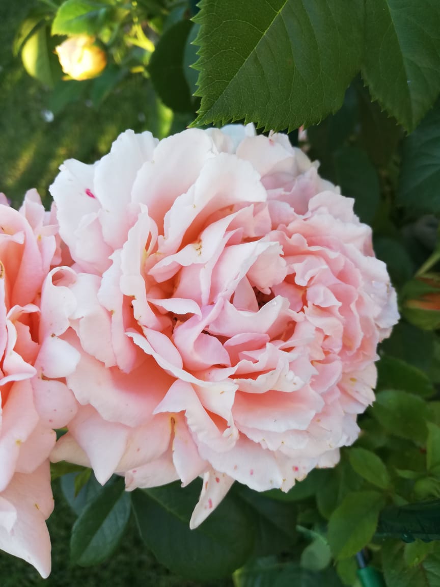 питомника садовых растений кольцово