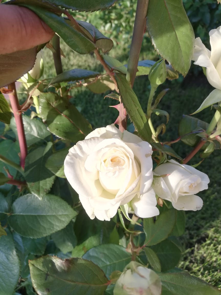 питомника садовых растений кольцово