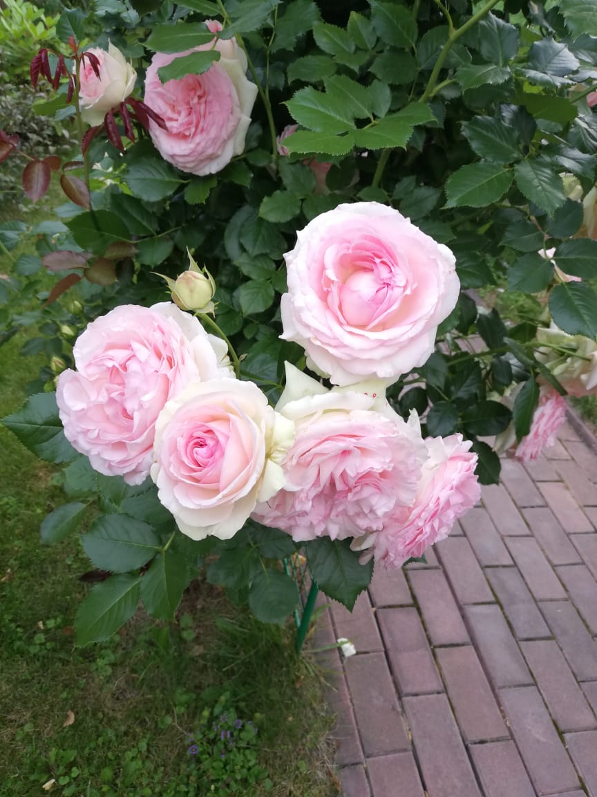 питомника садовых растений кольцово