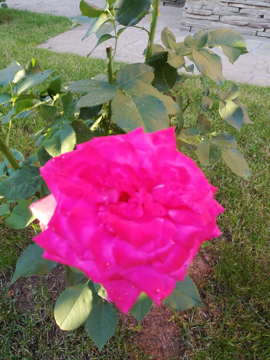 питомника садовых растений кольцово