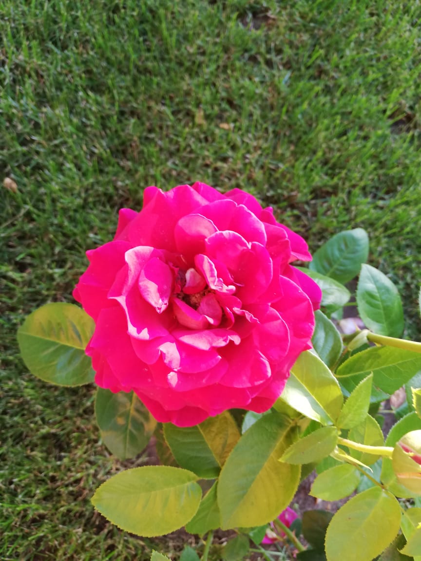 питомника садовых растений кольцово