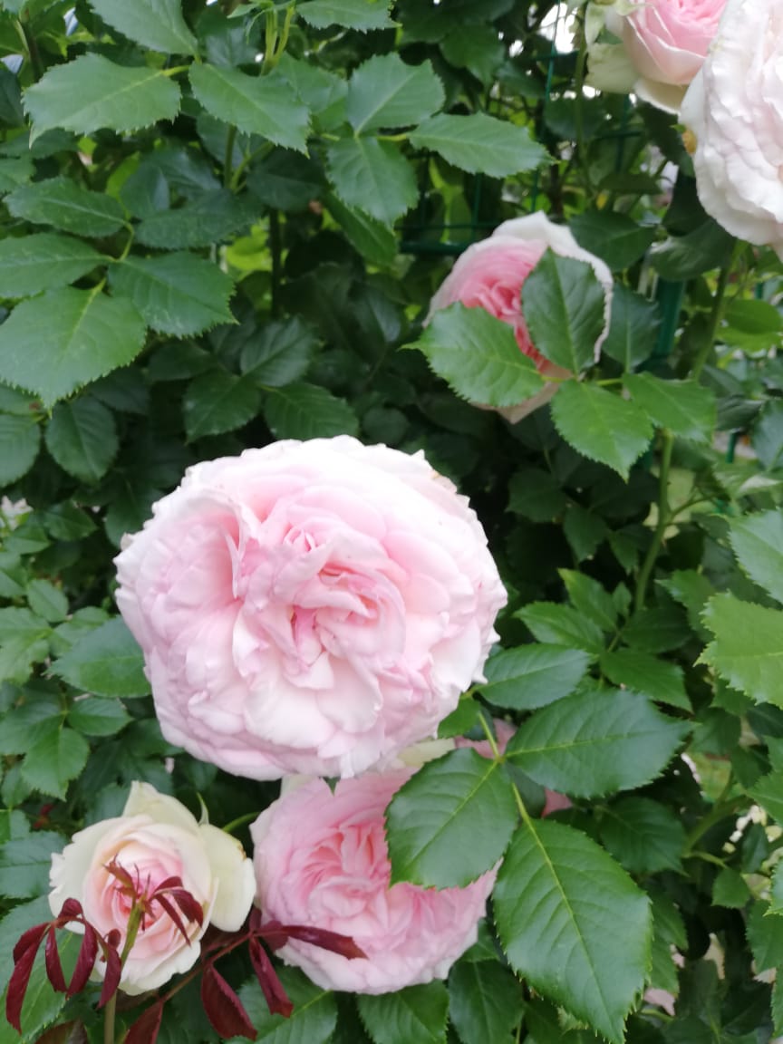 питомника садовых растений кольцово