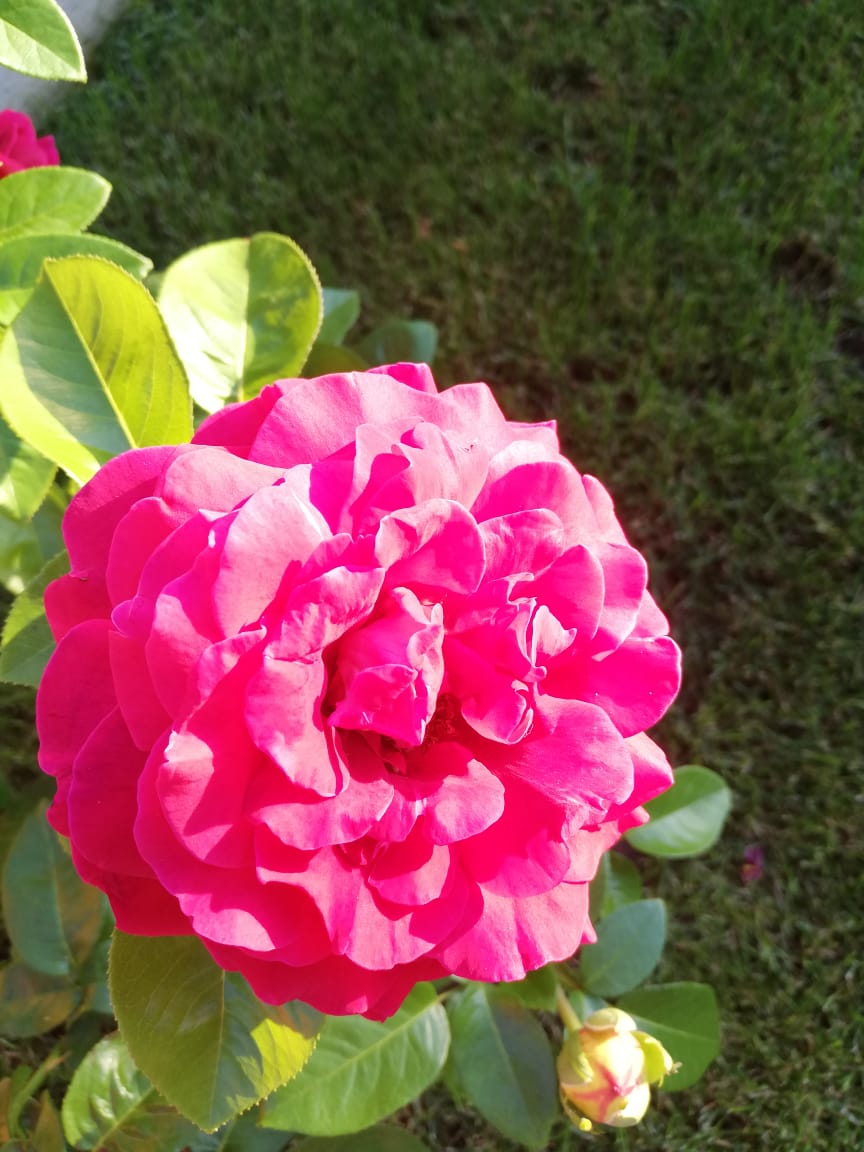 питомника садовых растений кольцово