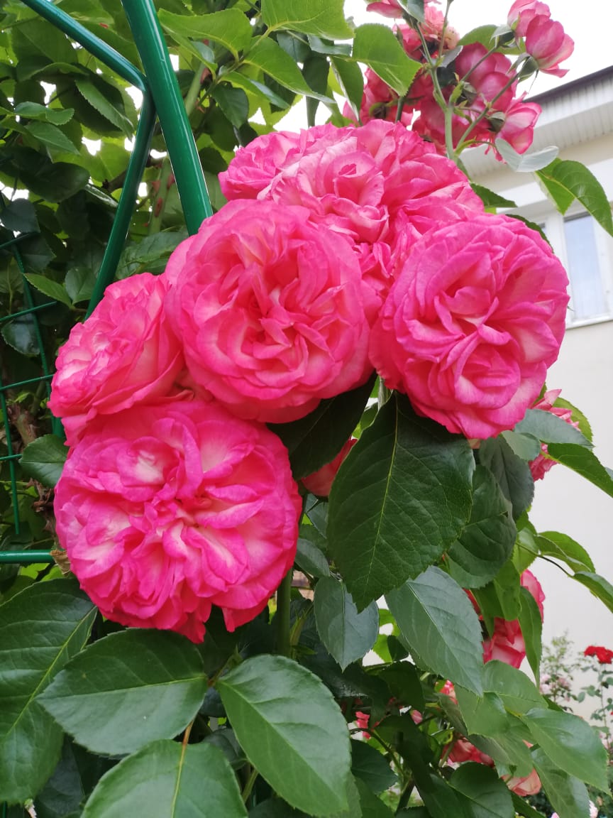 питомника садовых растений кольцово