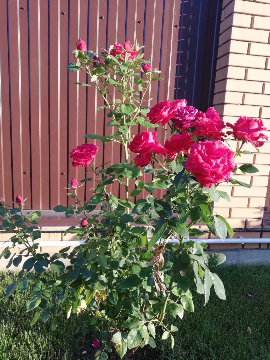 питомника садовых растений кольцово