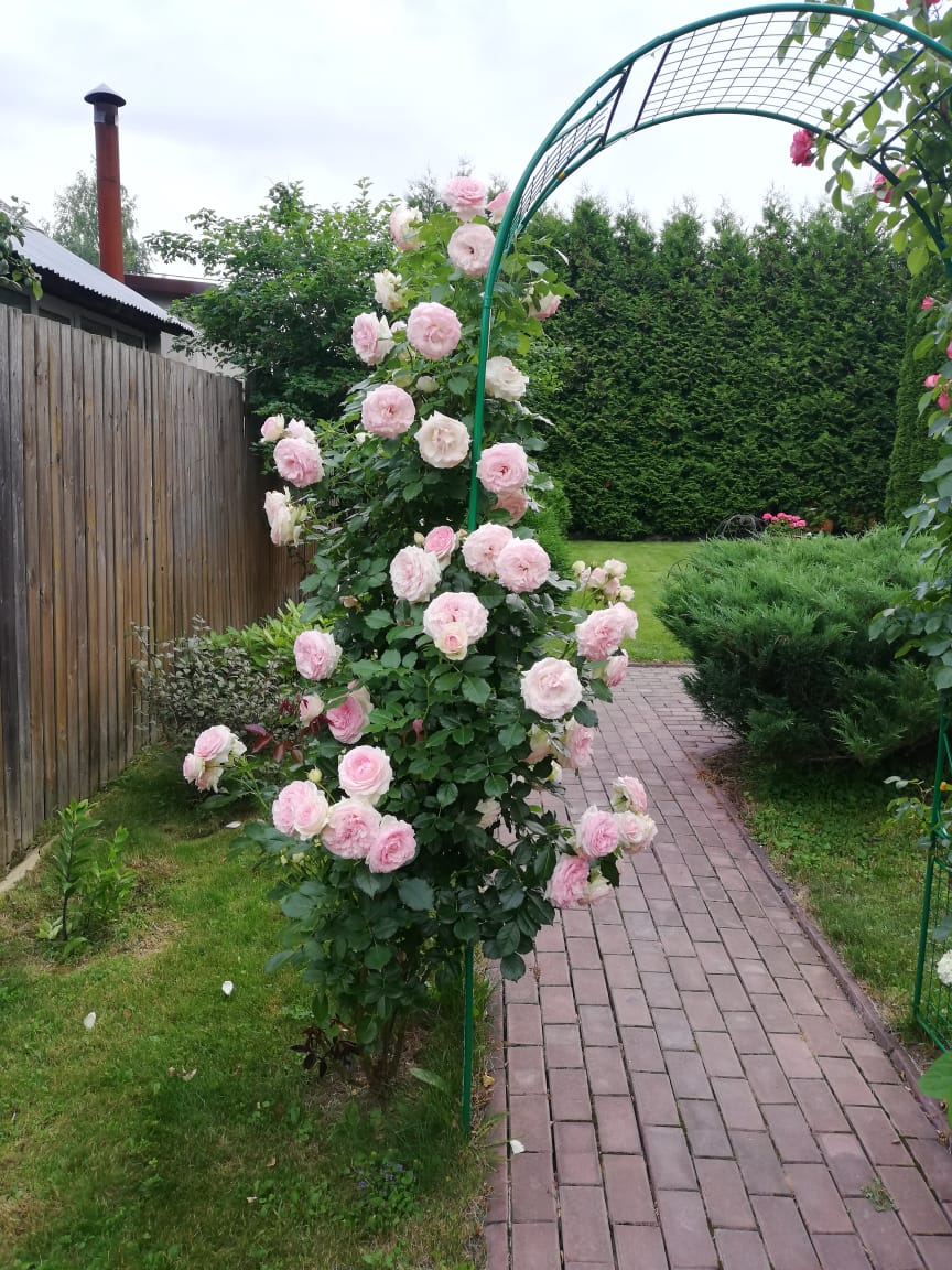 питомника садовых растений кольцово