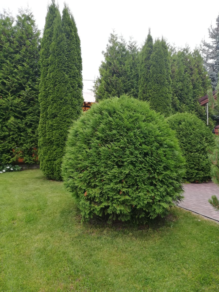 питомника садовых растений кольцово