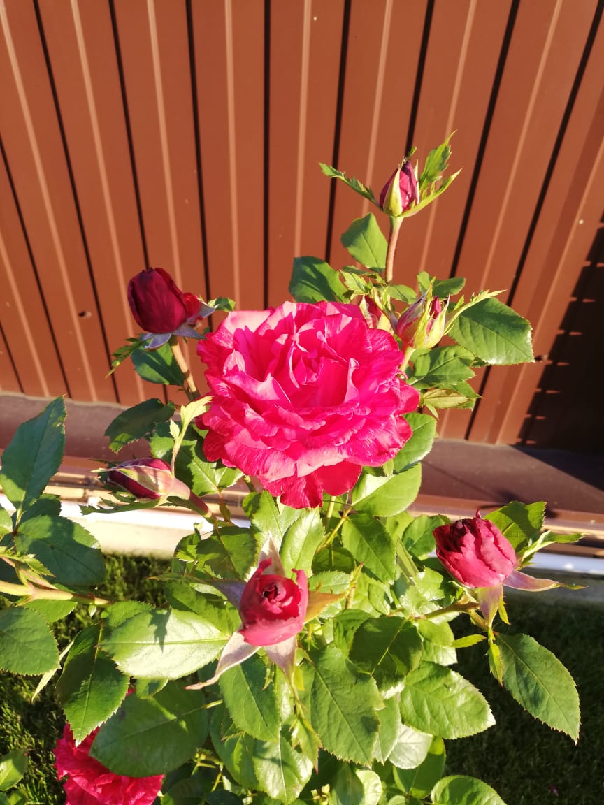 питомника садовых растений кольцово