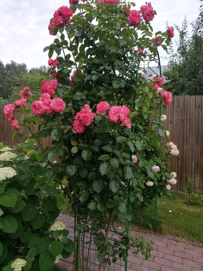 питомника садовых растений кольцово