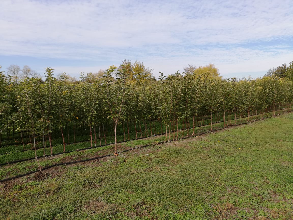 Питомник садовых растения Кольцово