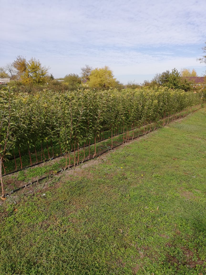 Питомник садовых растения Кольцово