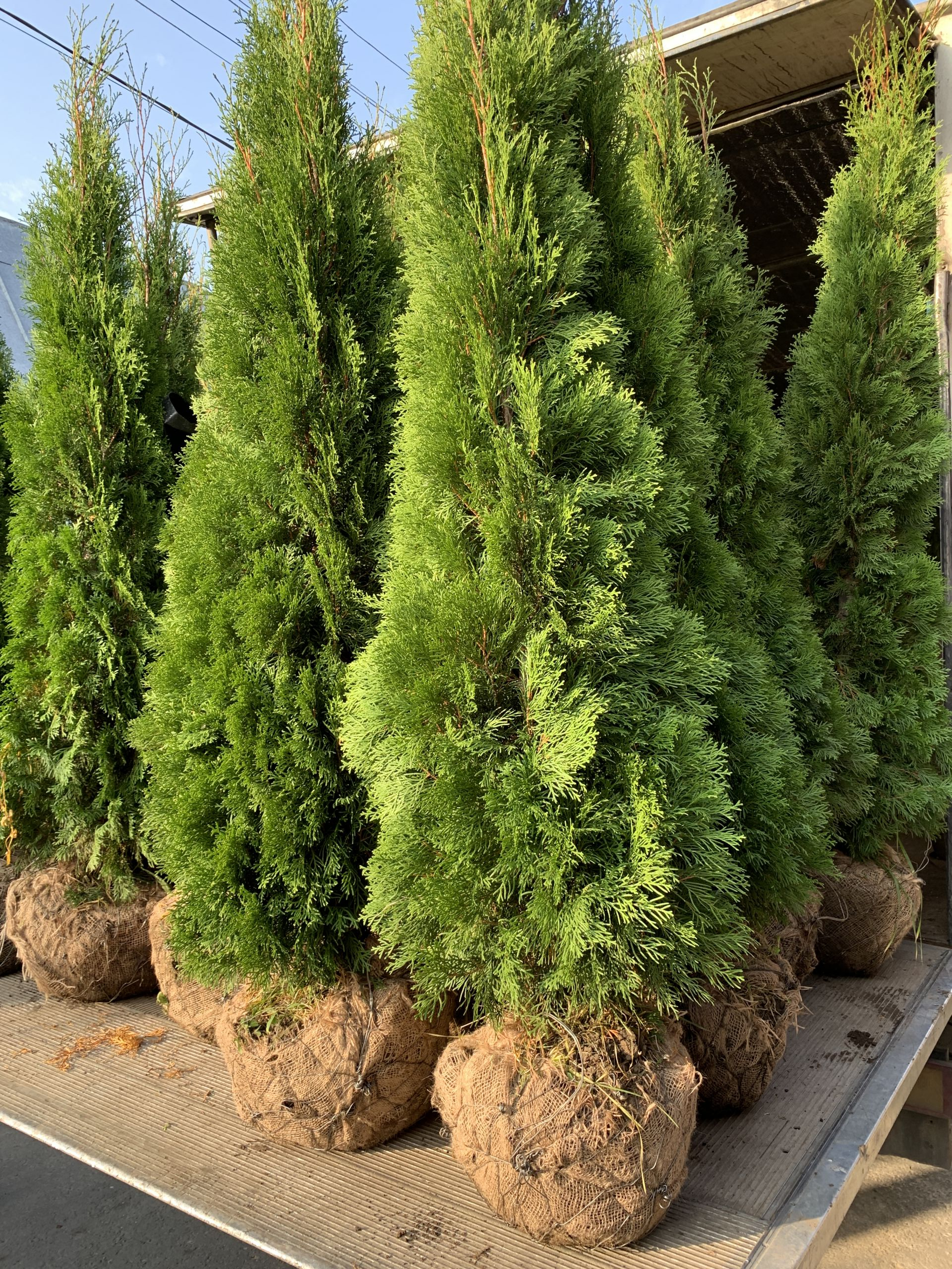 купить туя смарагд