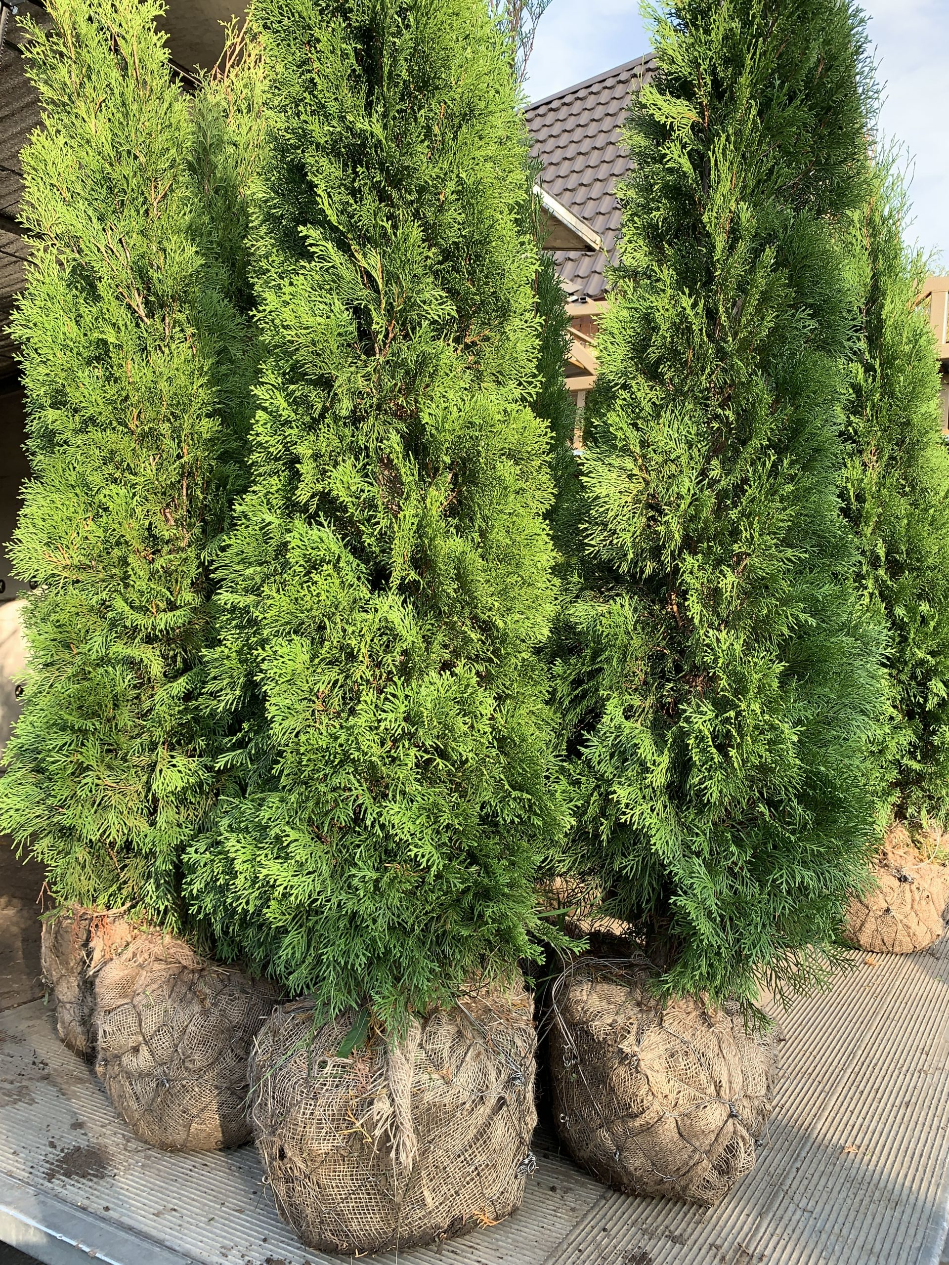 купить туя смарагд