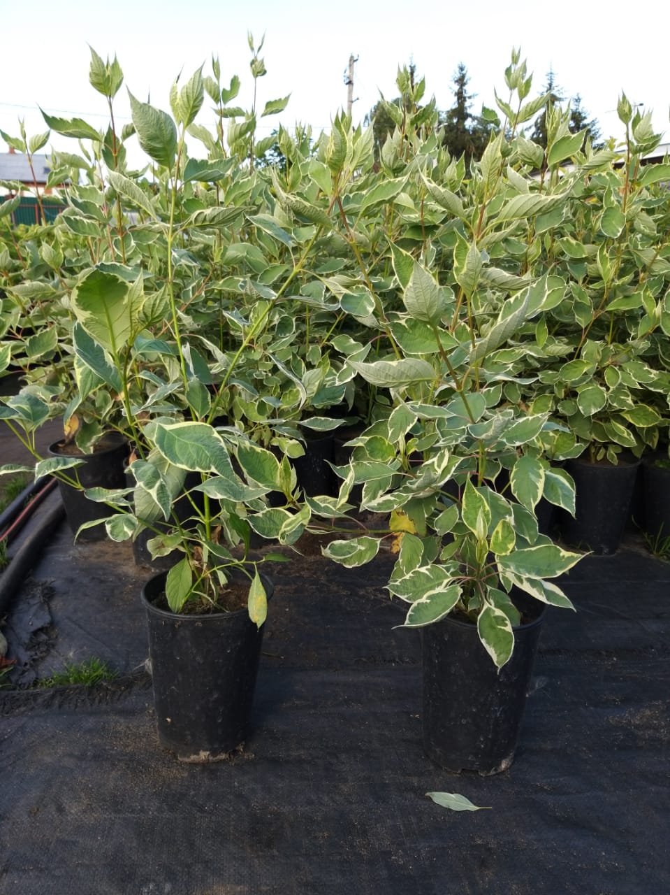 дерен сибирика вариегата купить