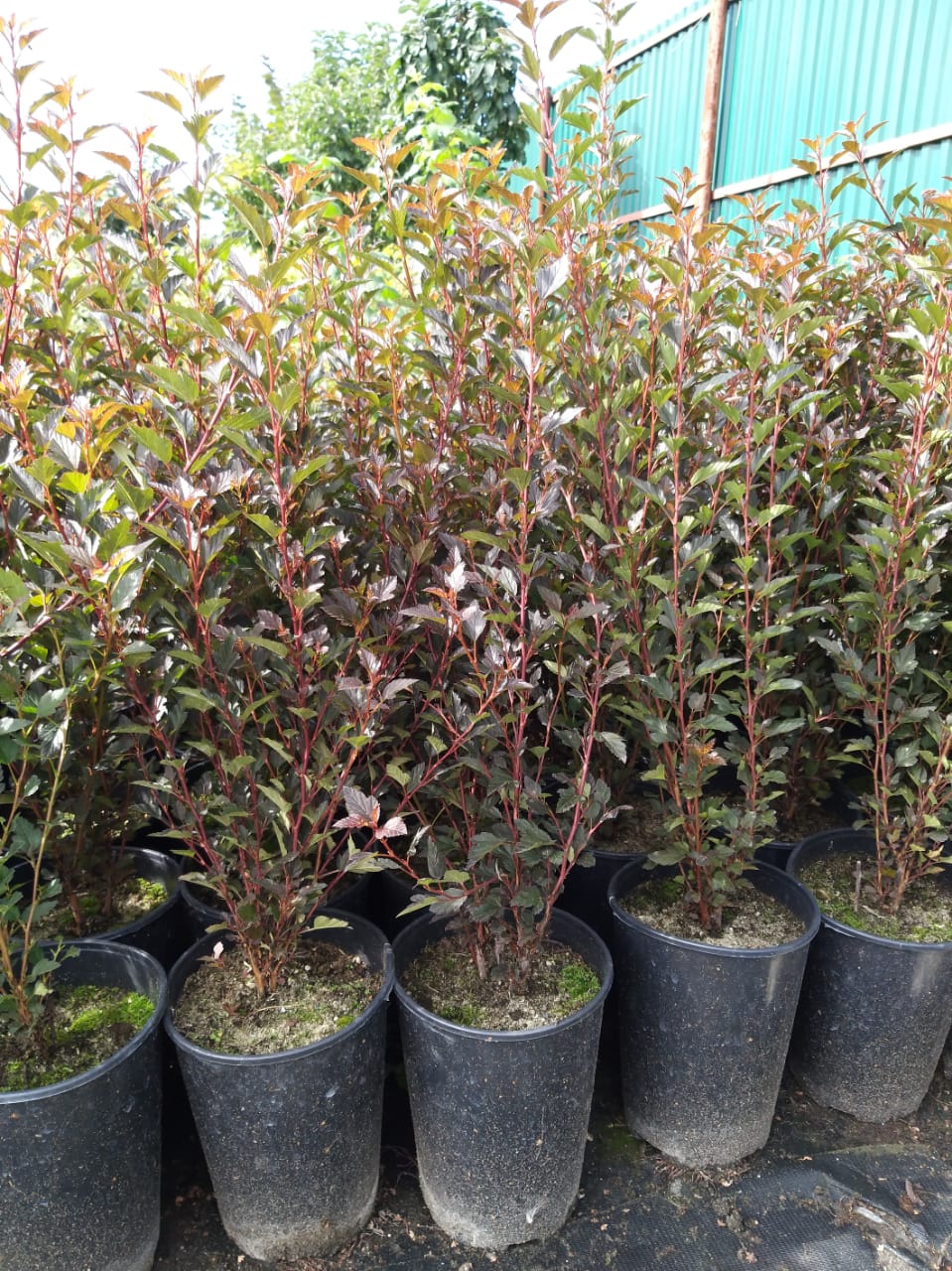 купить пузыреплодник литл джокер