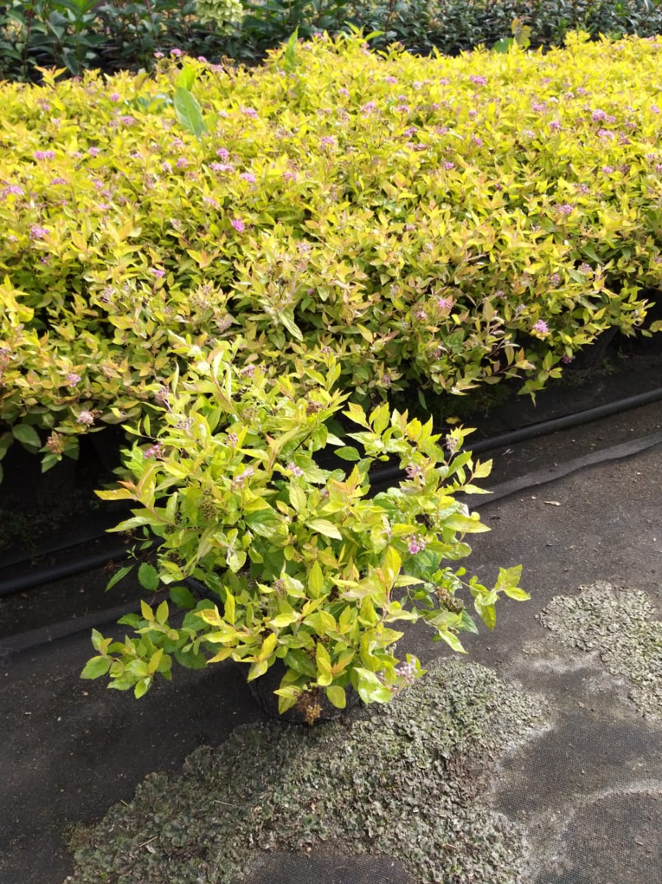 купить спирея голден принцесс