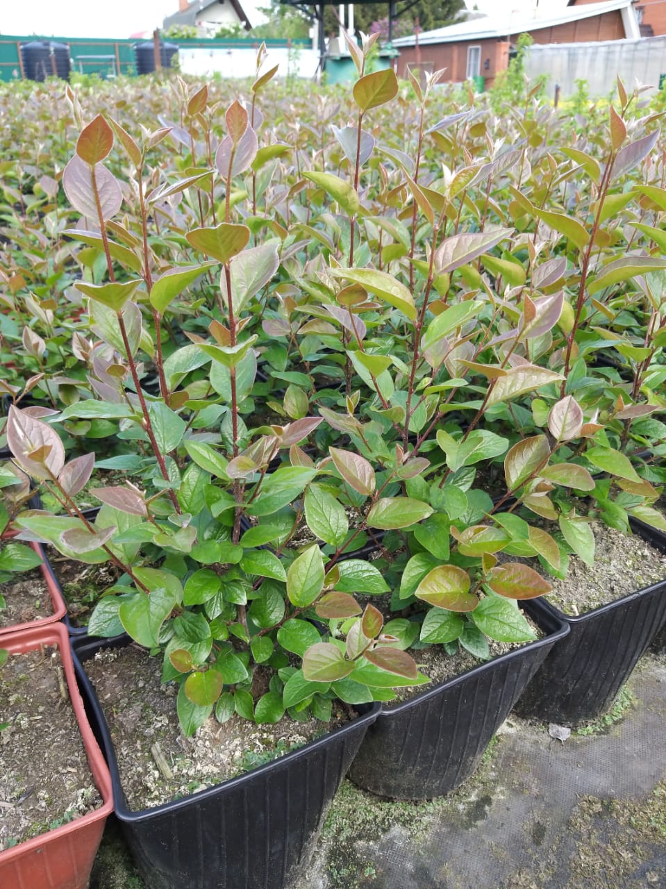 купить Кизильник Блестящий