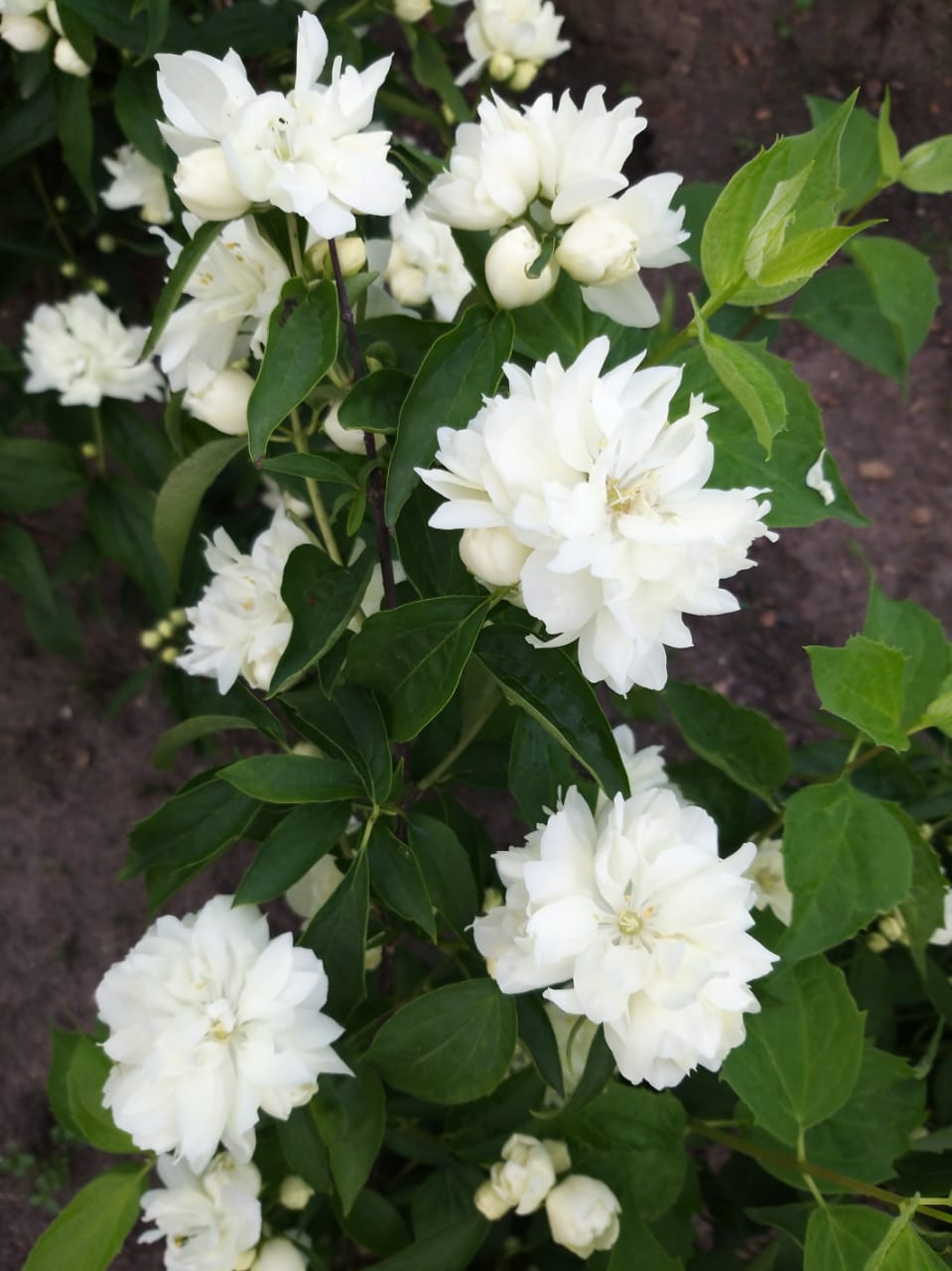 купить Жасмин 4 года