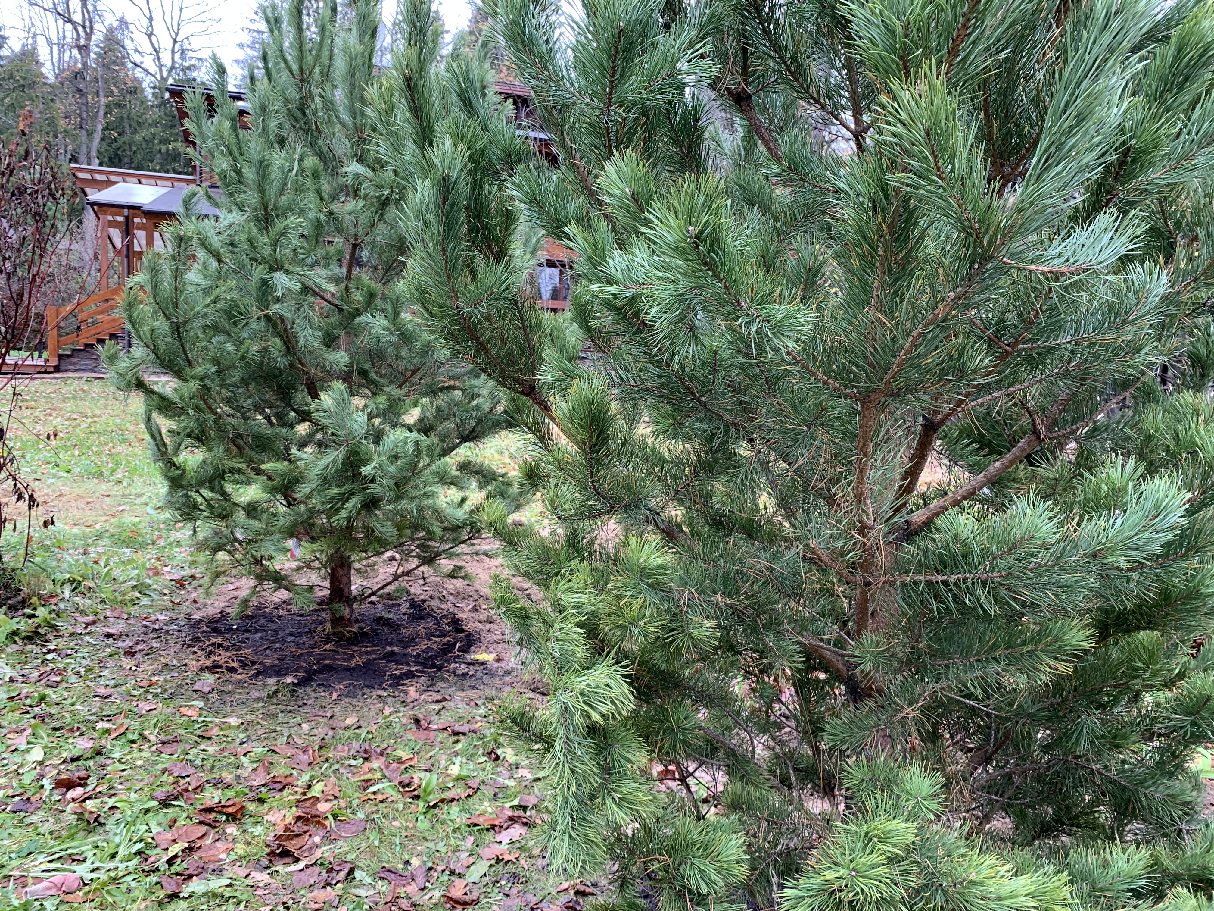 саженцы хвойниые растения