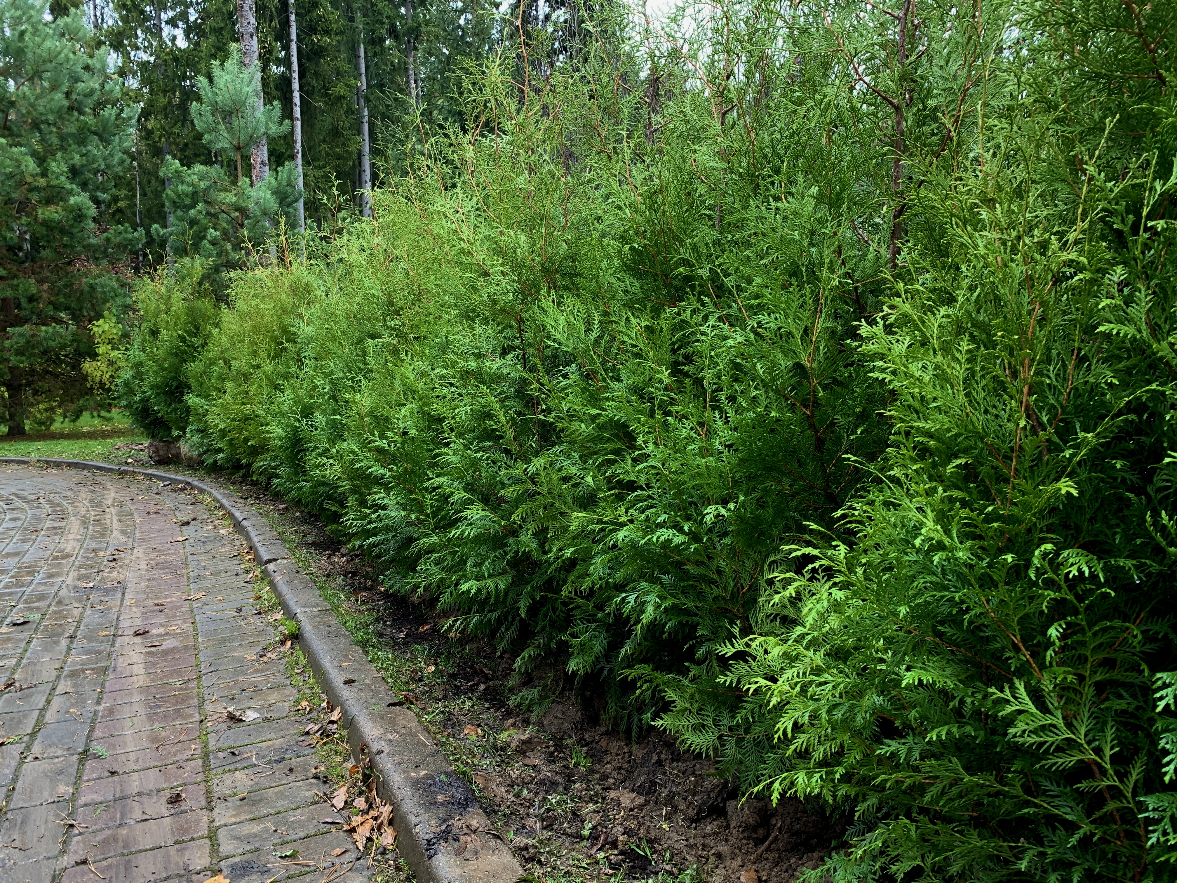 саженцы хвойниые растения