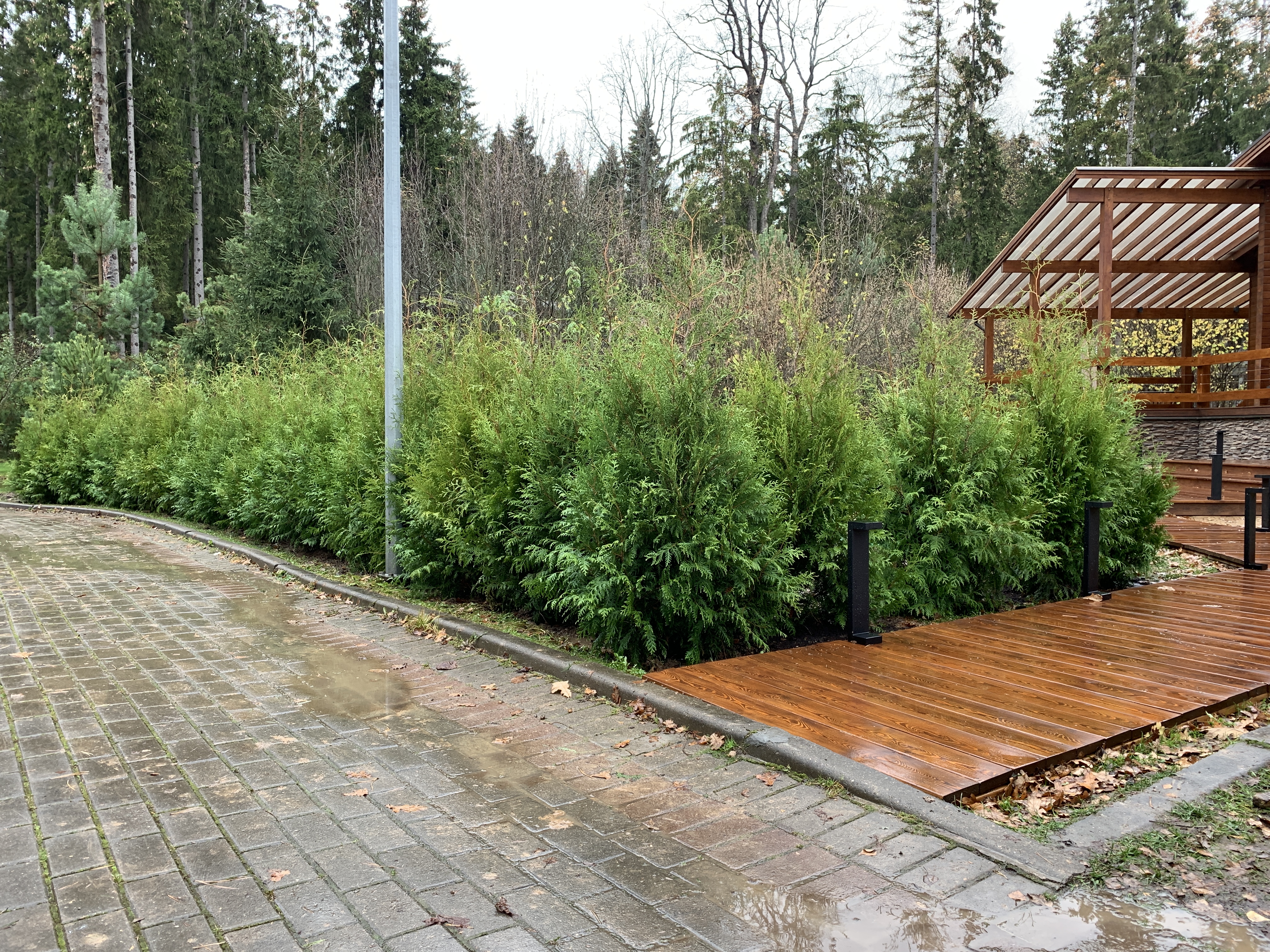 саженцы хвойниые растения