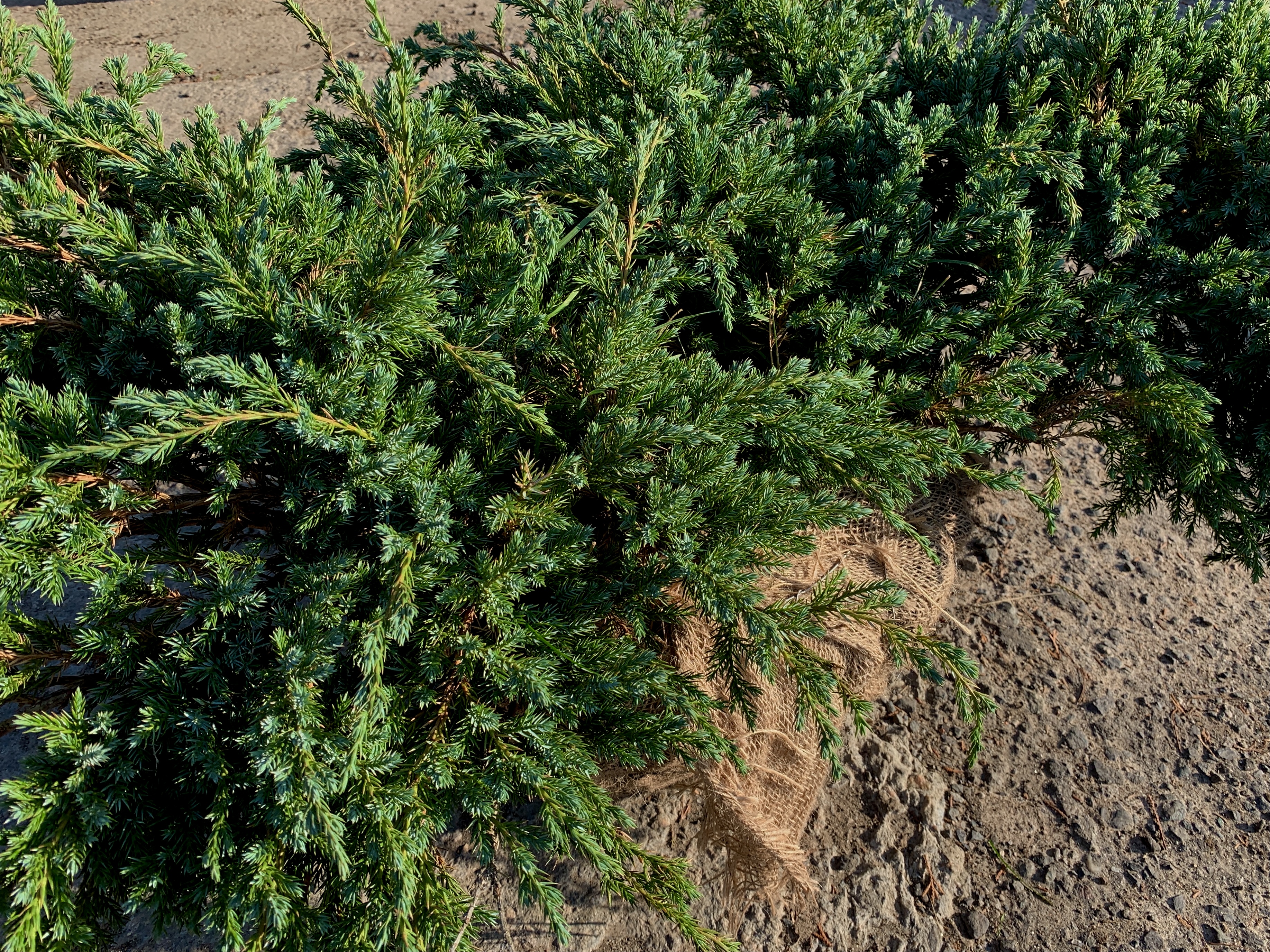 можжевельник блю карпет