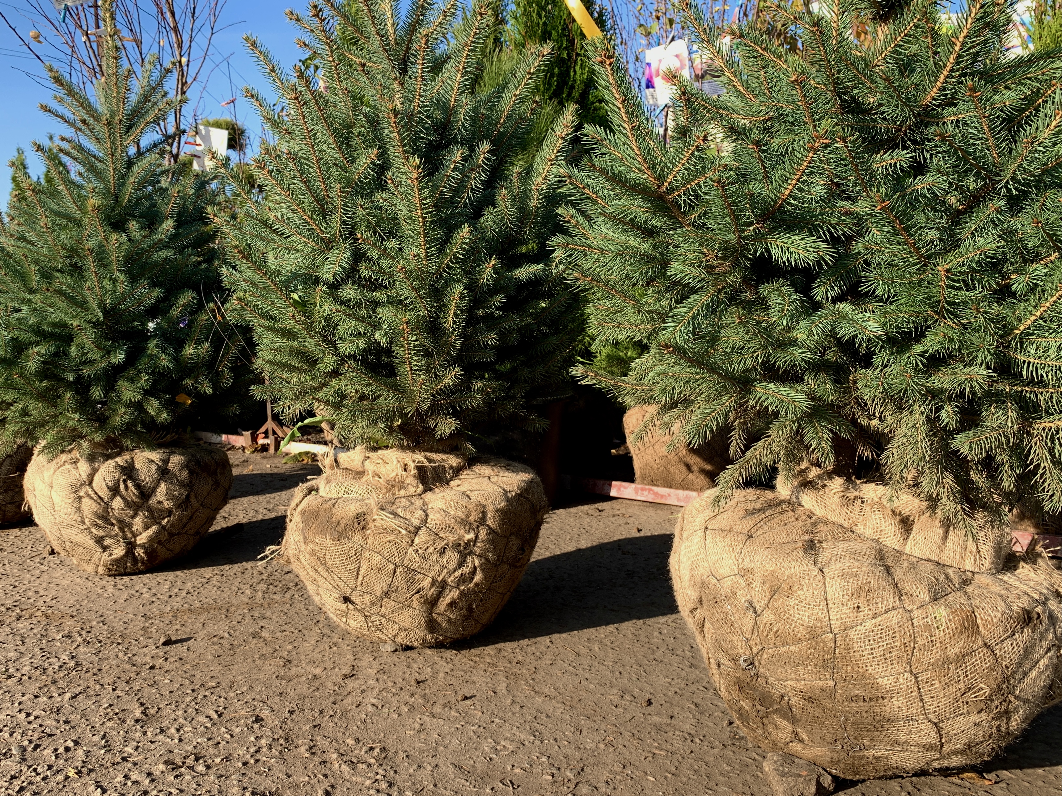 саженцы хвойниые растения