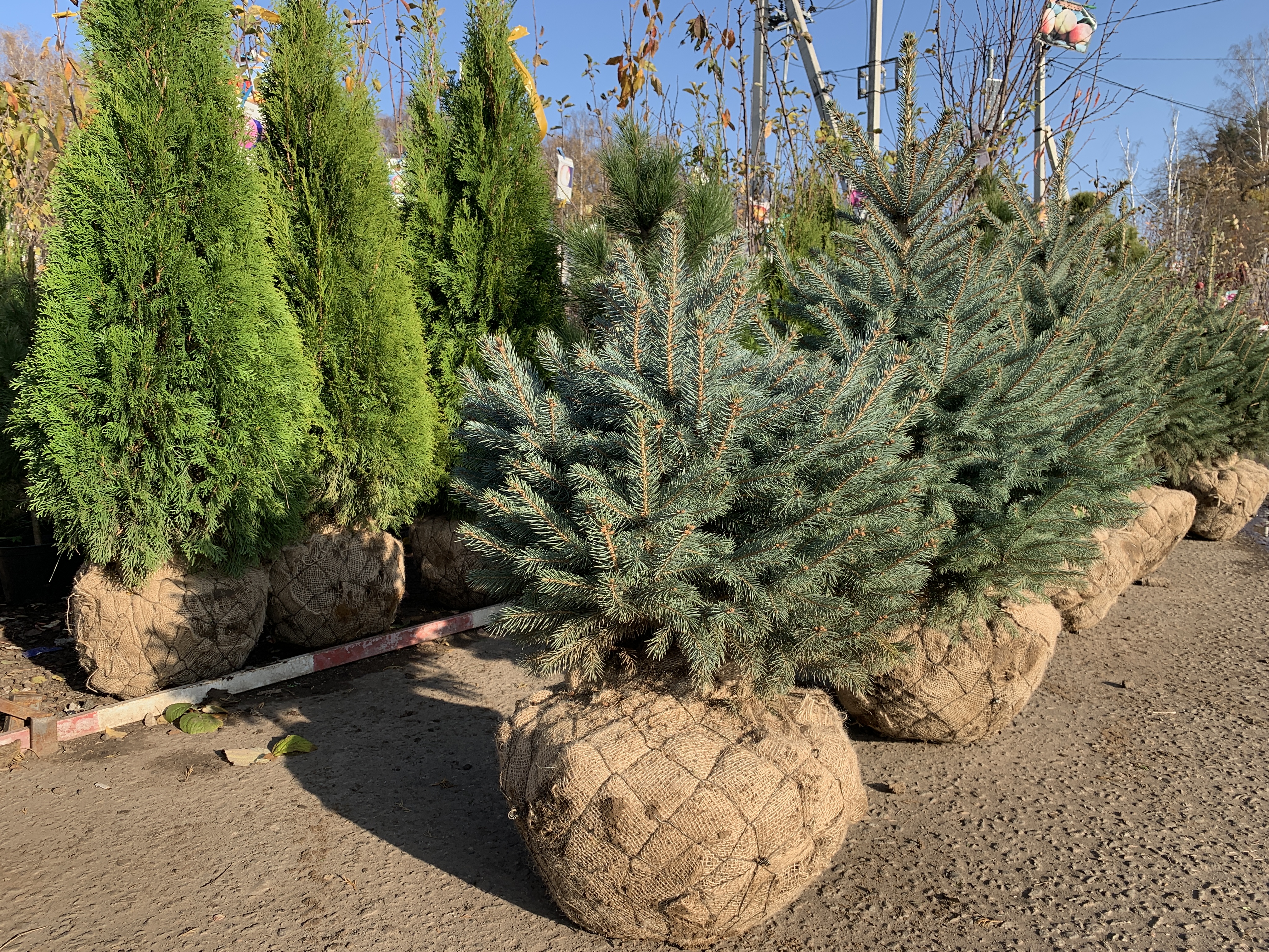 саженцы хвойниые растения