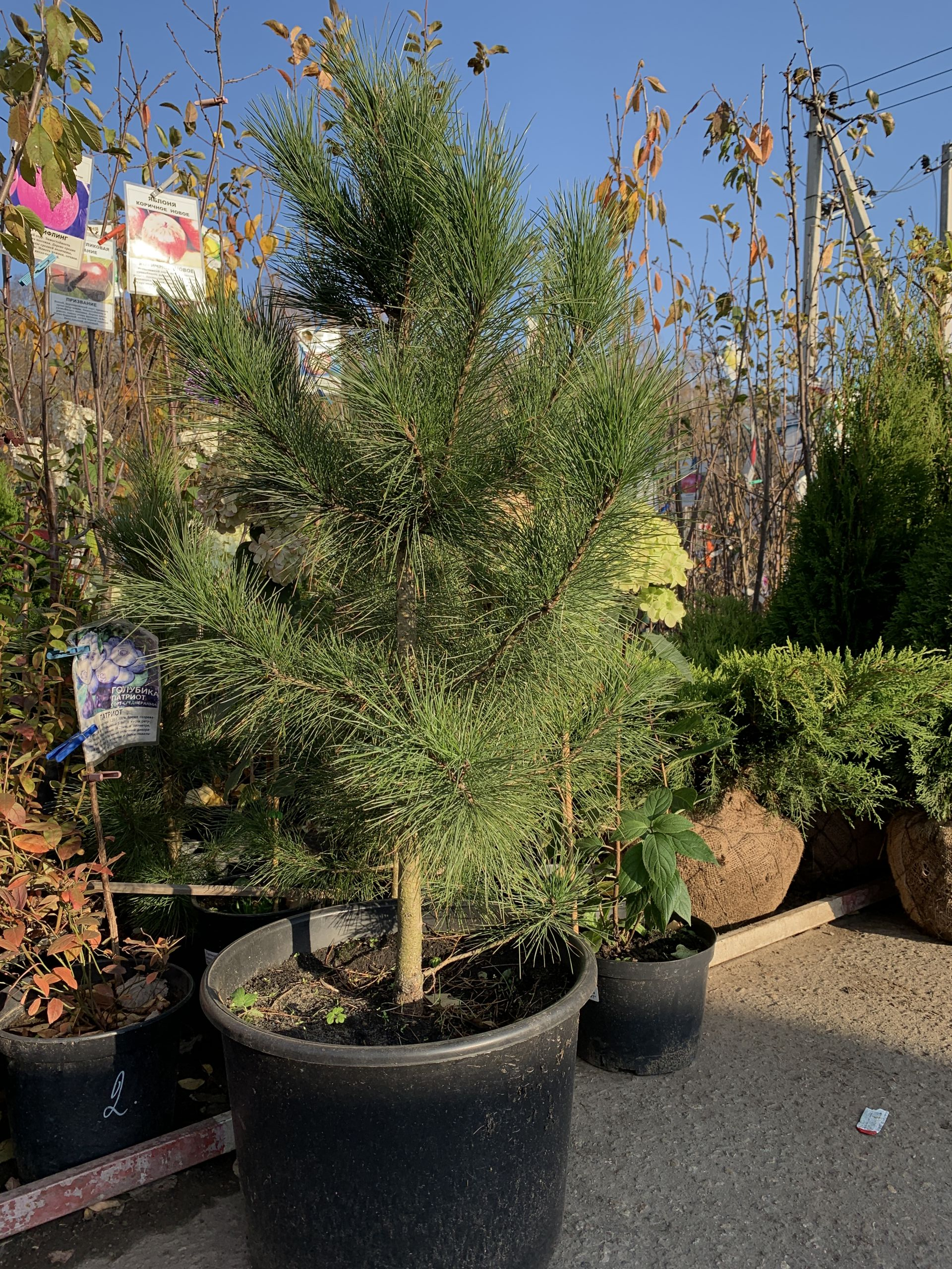 саженцы хвойниые растения